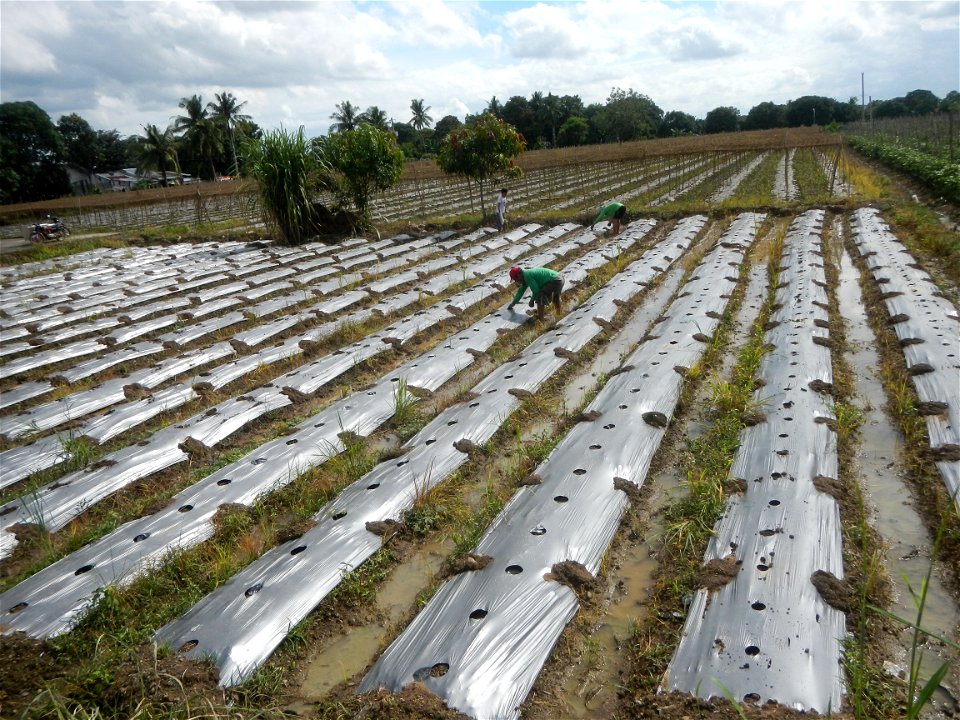 Siling mahaba Sileng-haba (Tag.) Capsicum annuum Banana peppers var. longum C. annuum var. longum Sendt. Capsicum annuum var. longum in the Philippines; Solanum melongena fields in the Philippines Gra