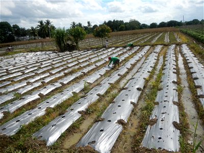 Siling mahaba Sileng-haba (Tag.) Capsicum annuum Banana peppers var. longum C. annuum var. longum Sendt. Capsicum annuum var. longum in the Philippines; Solanum melongena fields in the Philippines Gra