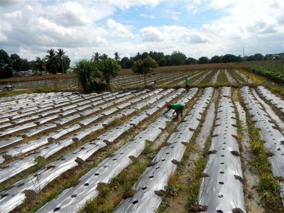 Siling mahaba Sileng-haba (Tag.) Capsicum annuum Banana peppers var. longum C. annuum var. longum Sendt. Capsicum annuum var. longum in the Philippines; Solanum melongena fields in the Philippines Gra