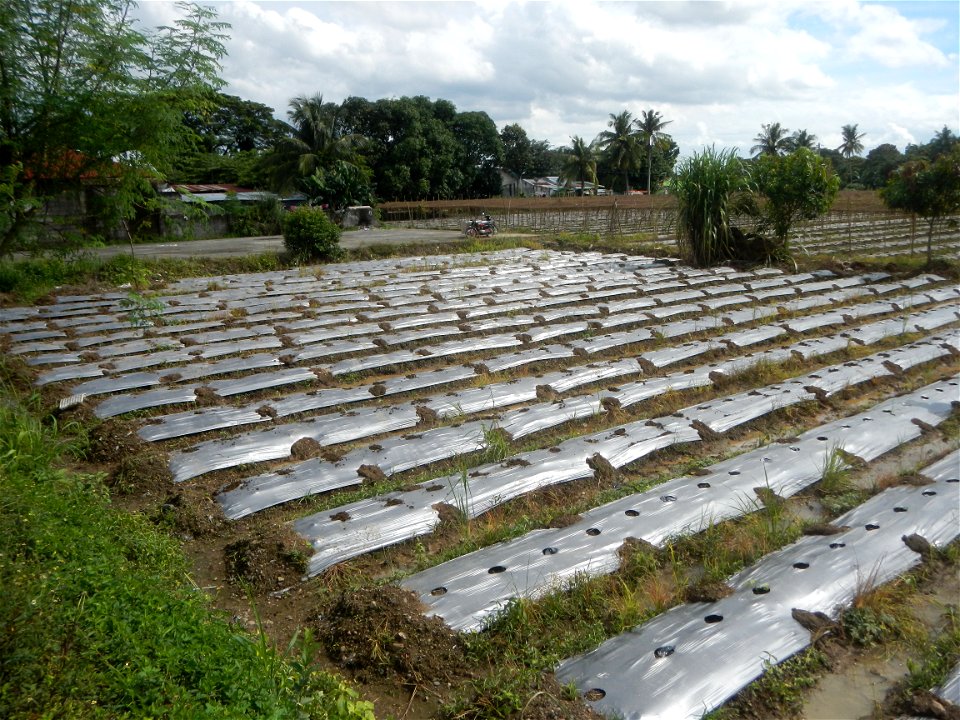 Siling mahaba Sileng-haba (Tag.) Capsicum annuum Banana peppers var. longum C. annuum var. longum Sendt. Capsicum annuum var. longum in the Philippines; Solanum melongena fields in the Philippines Gra