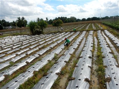 La Jardin Baliwag Home of Divine Mercy & Retreat House (Catulinan,  Baliuag, Bulacan)  14°58'5"N 120°52'36"E Siling mahaba Sileng-haba (Tag.) Capsicum annuum Banana peppers var. longum C. annuum v