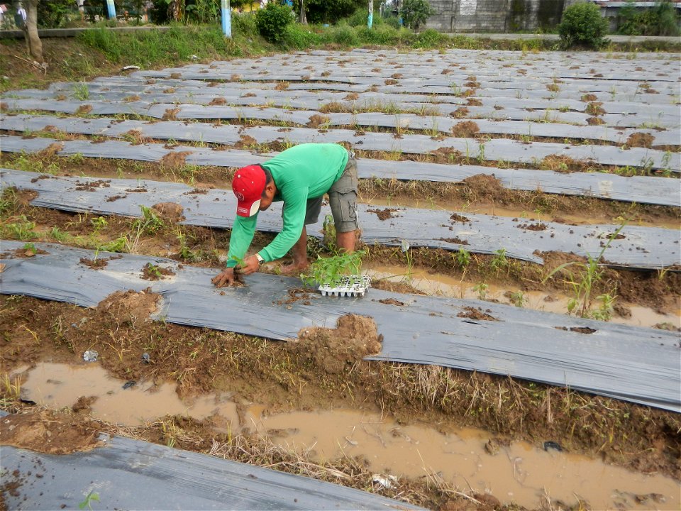 La Jardin Baliwag Home of Divine Mercy & Retreat House (Catulinan,  Baliuag, Bulacan)  14°58'5"N 120°52'36"E Siling mahaba Sileng-haba (Tag.) Capsicum annuum Banana peppers var. longum C. annuum v