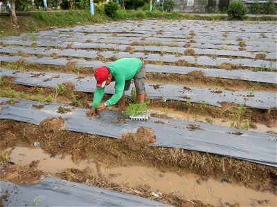 La Jardin Baliwag Home of Divine Mercy & Retreat House (Catulinan,  Baliuag, Bulacan)  14°58'5"N 120°52'36"E Siling mahaba Sileng-haba (Tag.) Capsicum annuum Banana peppers var. longum C. annuum v