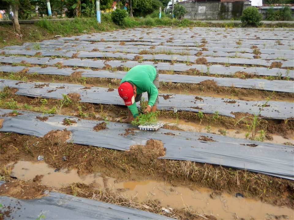 La Jardin Baliwag Home of Divine Mercy & Retreat House (Catulinan,  Baliuag, Bulacan)  14°58'5"N 120°52'36"E Siling mahaba Sileng-haba (Tag.) Capsicum annuum Banana peppers var. longum C. annuum v