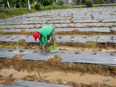 La Jardin Baliwag Home of Divine Mercy & Retreat House (Catulinan,  Baliuag, Bulacan)  14°58'5"N 120°52'36"E Siling mahaba Sileng-haba (Tag.) Capsicum annuum Banana peppers var. longum C. annuum v