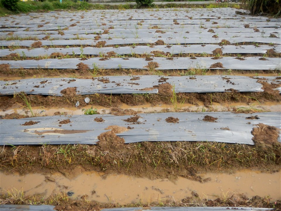 La Jardin Baliwag Home of Divine Mercy & Retreat House (Catulinan,  Baliuag, Bulacan)  14°58'5"N 120°52'36"E Siling mahaba Sileng-haba (Tag.) Capsicum annuum Banana peppers var. longum C. annuum v