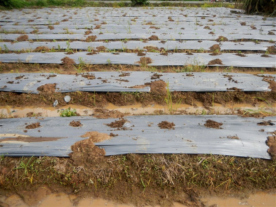 La Jardin Baliwag Home of Divine Mercy & Retreat House (Catulinan,  Baliuag, Bulacan)  14°58'5"N 120°52'36"E Siling mahaba Sileng-haba (Tag.) Capsicum annuum Banana peppers var. longum C. annuum v
