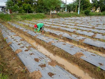 La Jardin Baliwag Home of Divine Mercy & Retreat House (Catulinan,  Baliuag, Bulacan)  14°58'5"N 120°52'36"E Siling mahaba Sileng-haba (Tag.) Capsicum annuum Banana peppers var. longum C. annuum v