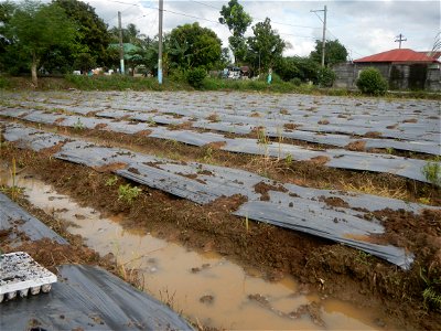 La Jardin Baliwag Home of Divine Mercy & Retreat House (Catulinan,  Baliuag, Bulacan)  14°58'5"N 120°52'36"E Siling mahaba Sileng-haba (Tag.) Capsicum annuum Banana peppers var. longum C. annuum v