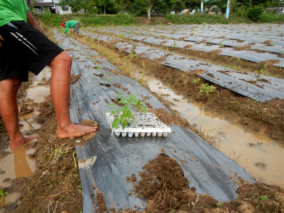 La Jardin Baliwag Home of Divine Mercy & Retreat House (Catulinan,  Baliuag, Bulacan)  14°58'5"N 120°52'36"E Siling mahaba Sileng-haba (Tag.) Capsicum annuum Banana peppers var. longum C. annuum v