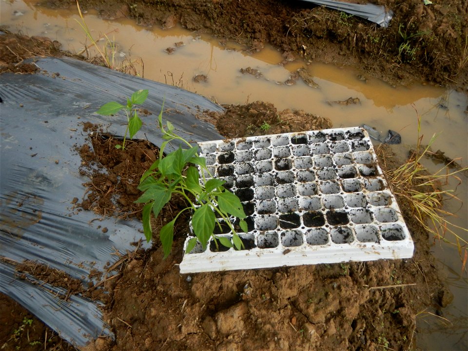 La Jardin Baliwag Home of Divine Mercy & Retreat House (Catulinan,  Baliuag, Bulacan)  14°58'5"N 120°52'36"E Siling mahaba Sileng-haba (Tag.) Capsicum annuum Banana peppers var. longum C. annuum v