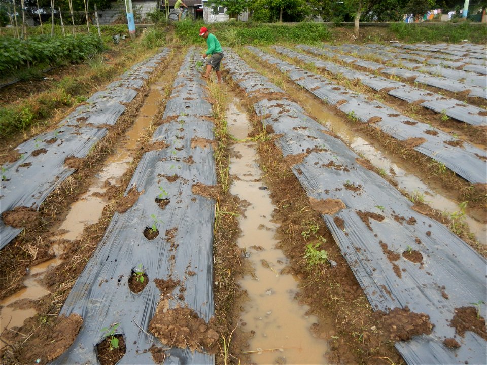 La Jardin Baliwag Home of Divine Mercy & Retreat House (Catulinan,  Baliuag, Bulacan)  14°58'5"N 120°52'36"E Siling mahaba Sileng-haba (Tag.) Capsicum annuum Banana peppers var. longum C. annuum v