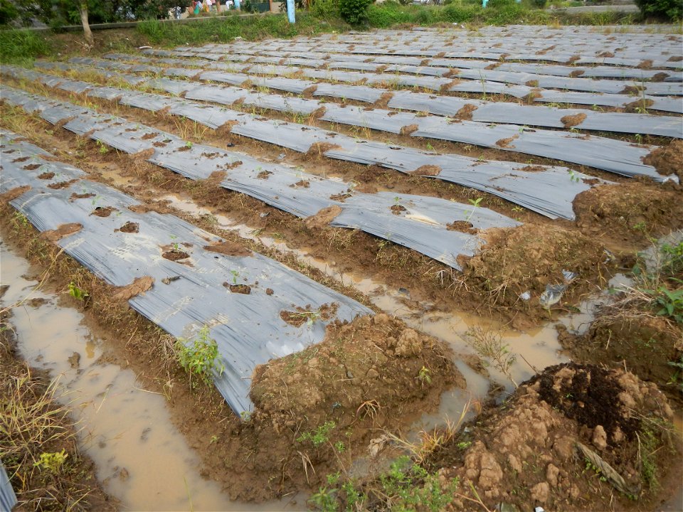 La Jardin Baliwag Home of Divine Mercy & Retreat House (Catulinan,  Baliuag, Bulacan)  14°58'5"N 120°52'36"E Siling mahaba Sileng-haba (Tag.) Capsicum annuum Banana peppers var. longum C. annuum v