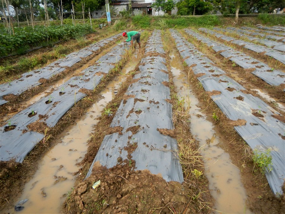 La Jardin Baliwag Home of Divine Mercy & Retreat House (Catulinan,  Baliuag, Bulacan)  14°58'5"N 120°52'36"E Siling mahaba Sileng-haba (Tag.) Capsicum annuum Banana peppers var. longum C. annuum v