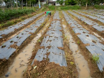 La Jardin Baliwag Home of Divine Mercy & Retreat House (Catulinan,  Baliuag, Bulacan)  14°58'5"N 120°52'36"E Siling mahaba Sileng-haba (Tag.) Capsicum annuum Banana peppers var. longum C. annuum v