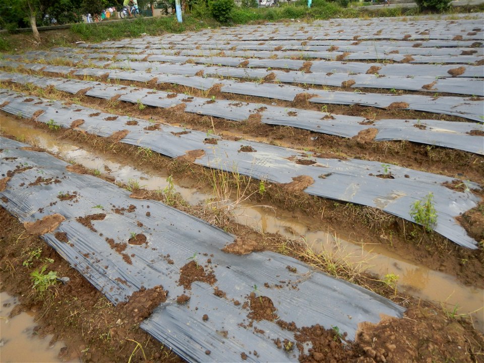 La Jardin Baliwag Home of Divine Mercy & Retreat House (Catulinan,  Baliuag, Bulacan)  14°58'5"N 120°52'36"E Siling mahaba Sileng-haba (Tag.) Capsicum annuum Banana peppers var. longum C. annuum v
