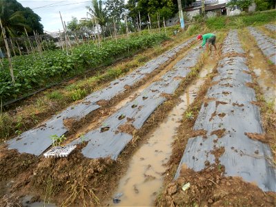 La Jardin Baliwag Home of Divine Mercy & Retreat House (Catulinan,  Baliuag, Bulacan)  14°58'5"N 120°52'36"E Siling mahaba Sileng-haba (Tag.) Capsicum annuum Banana peppers var. longum C. annuum v