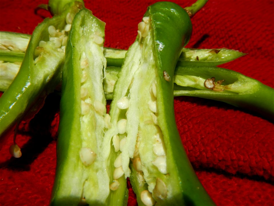 Capsicum annuum var. longum in the Philippines Siling Mahaba Ngangà (Philippines) Buñga (Areca catechu) Philippines Ikmo (Philippines) Areca nut Paan Nga-nga Betel Nut Chewing The Ancient Buzz Buñga o