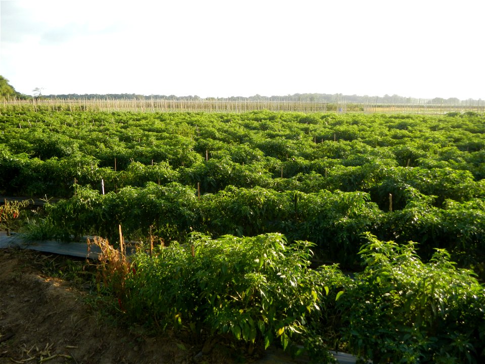 Capsicum annuum var. longum in the Philippines Siling Haba (in Landscape of Vegetable plantations of Barangays Diliman I, and Diliman II, San Rafael, Bulacan Province surrounded by Paddy fields of Dil