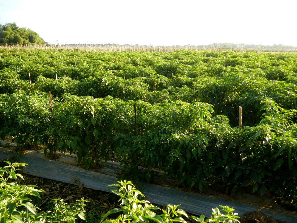 Capsicum annuum var. longum in the Philippines Siling Haba (in Landscape of Vegetable plantations of Barangays Diliman I, and Diliman II, San Rafael, Bulacan Province surrounded by Paddy fields of Dil