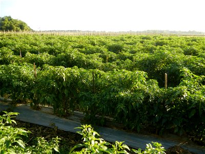Capsicum annuum var. longum in the Philippines Siling Haba (in Landscape of Vegetable plantations of Barangays Diliman I, and Diliman II, San Rafael, Bulacan Province surrounded by Paddy fields of Dil