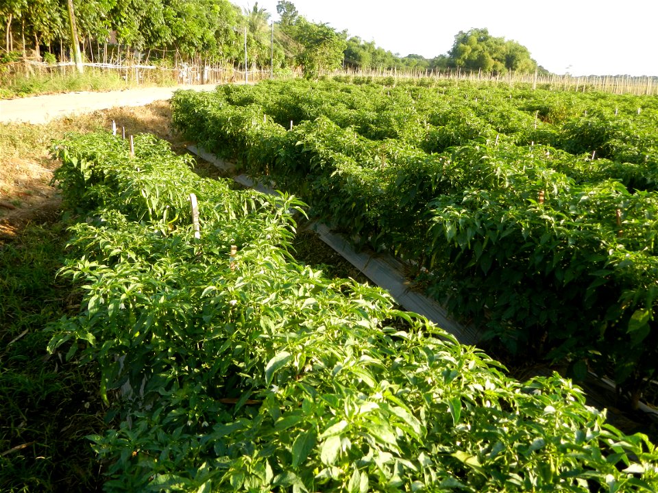 Capsicum annuum var. longum in the Philippines Siling Haba (in Landscape of Vegetable plantations of Barangays Diliman I, and Diliman II, San Rafael, Bulacan Province surrounded by Paddy fields of Dil