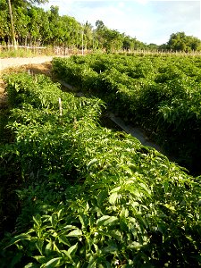 Capsicum annuum var. longum in the Philippines Siling Haba (in Landscape of Vegetable plantations of Barangays Diliman I, and Diliman II, San Rafael, Bulacan Province surrounded by Paddy fields of Dil