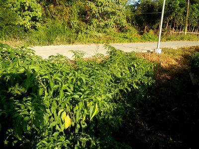 Capsicum annuum var. longum in the Philippines Siling Haba (in Landscape of Vegetable plantations of Barangays Diliman I, and Diliman II, San Rafael, Bulacan Province surrounded by Paddy fields of Dil