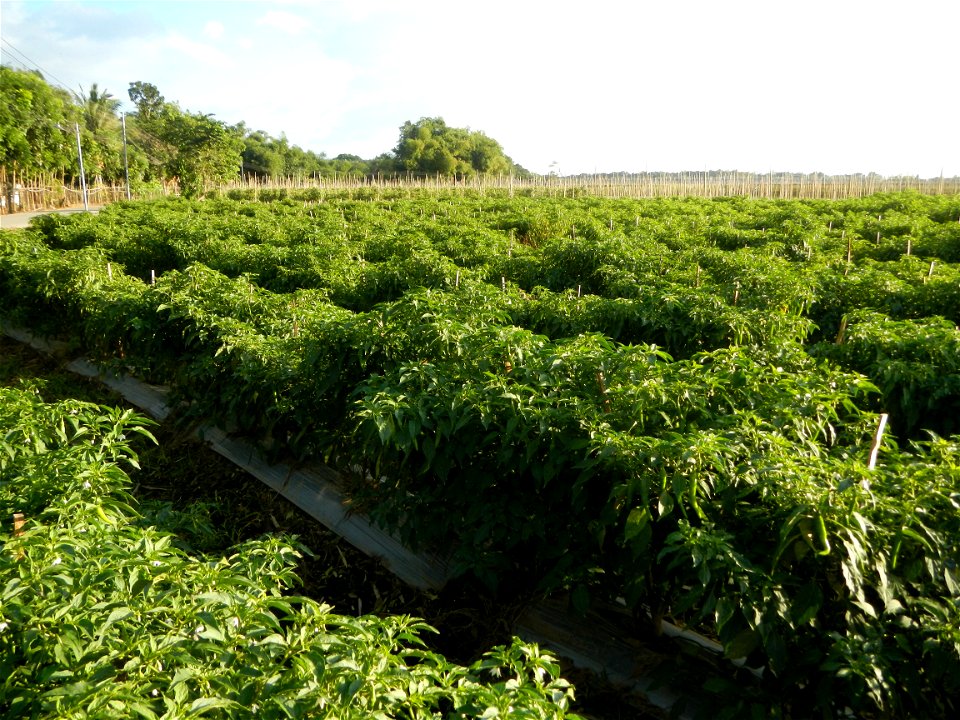 Capsicum annuum var. longum in the Philippines Siling Haba (in Landscape of Vegetable plantations of Barangays Diliman I, and Diliman II, San Rafael, Bulacan Province surrounded by Paddy fields of Dil