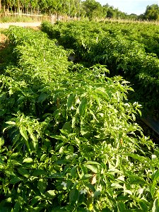Capsicum annuum var. longum in the Philippines Siling Haba (in Landscape of Vegetable plantations of Barangays Diliman I, and Diliman II, San Rafael, Bulacan Province surrounded by Paddy fields of Dil