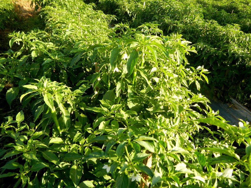 Capsicum annuum var. longum in the Philippines Siling Haba (in Landscape of Vegetable plantations of Barangays Diliman I, and Diliman II, San Rafael, Bulacan Province surrounded by Paddy fields of Dil
