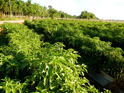Capsicum annuum var. longum in the Philippines Siling Haba (in Landscape of Vegetable plantations of Barangays Diliman I, and Diliman II, San Rafael, Bulacan Province surrounded by Paddy fields of Dil