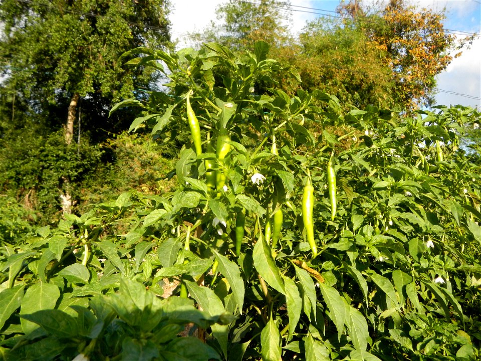 Capsicum annuum var. longum in the Philippines Siling Haba (in Landscape of Vegetable plantations of Barangays Diliman I, and Diliman II, San Rafael, Bulacan Province surrounded by Paddy fields of Dil