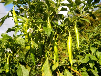 Capsicum annuum var. longum in the Philippines Siling Haba (in Landscape of Vegetable plantations of Barangays Diliman I, and Diliman II, San Rafael, Bulacan Province surrounded by Paddy fields of Dil