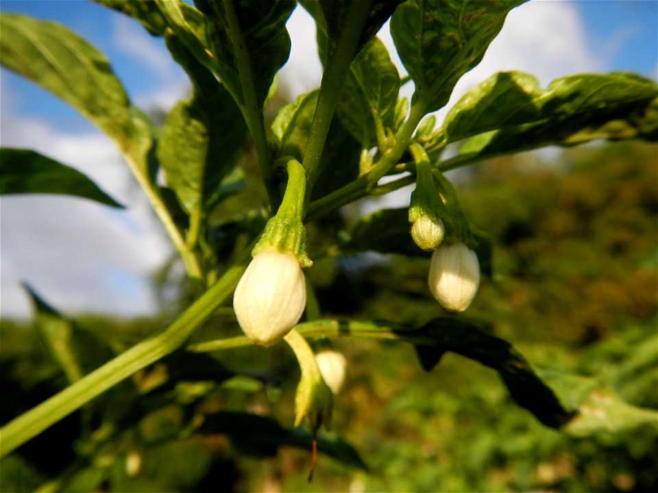 Capsicum annuum var. longum in the Philippines Siling Haba (in Landscape of Vegetable plantations of Barangays Diliman I, and Diliman II, San Rafael, Bulacan Province surrounded by Paddy fields of Dil