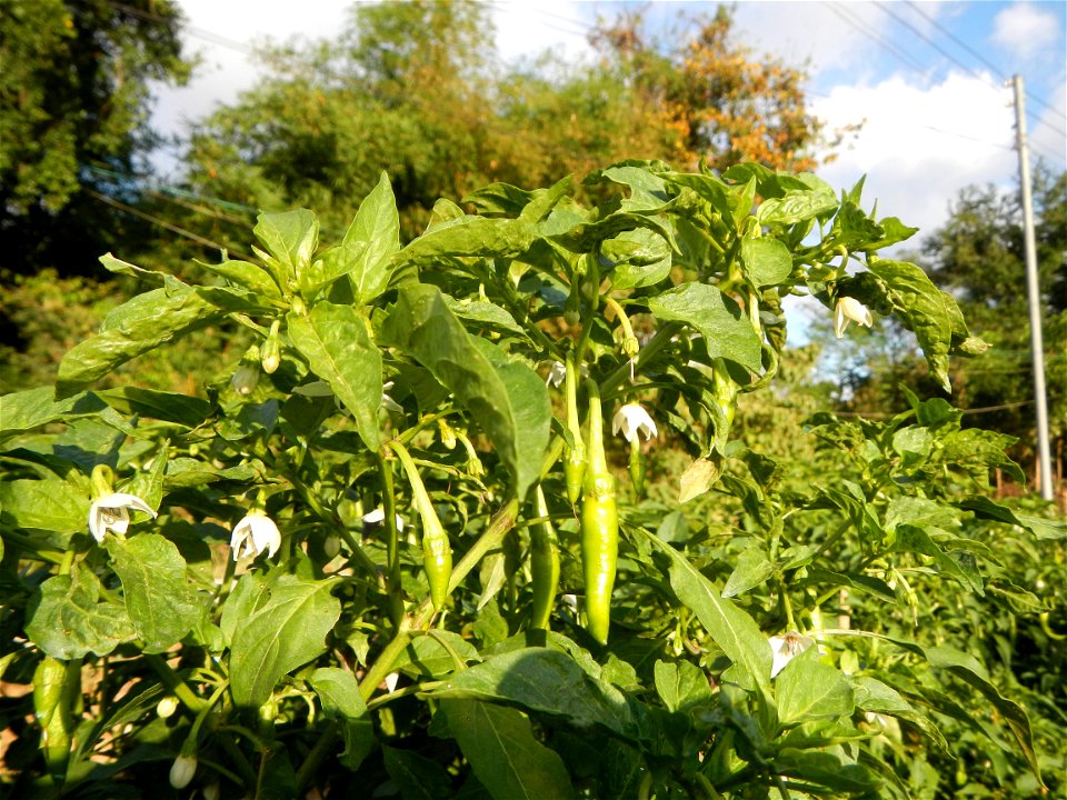Capsicum annuum var. longum in the Philippines Siling Haba (in Landscape of Vegetable plantations of Barangays Diliman I, and Diliman II, San Rafael, Bulacan Province surrounded by Paddy fields of Dil