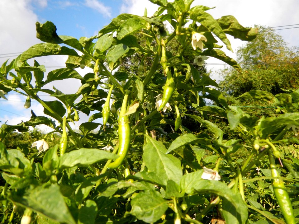 Capsicum annuum var. longum in the Philippines Siling Haba (in Landscape of Vegetable plantations of Barangays Diliman I, and Diliman II, San Rafael, Bulacan Province surrounded by Paddy fields of Dil