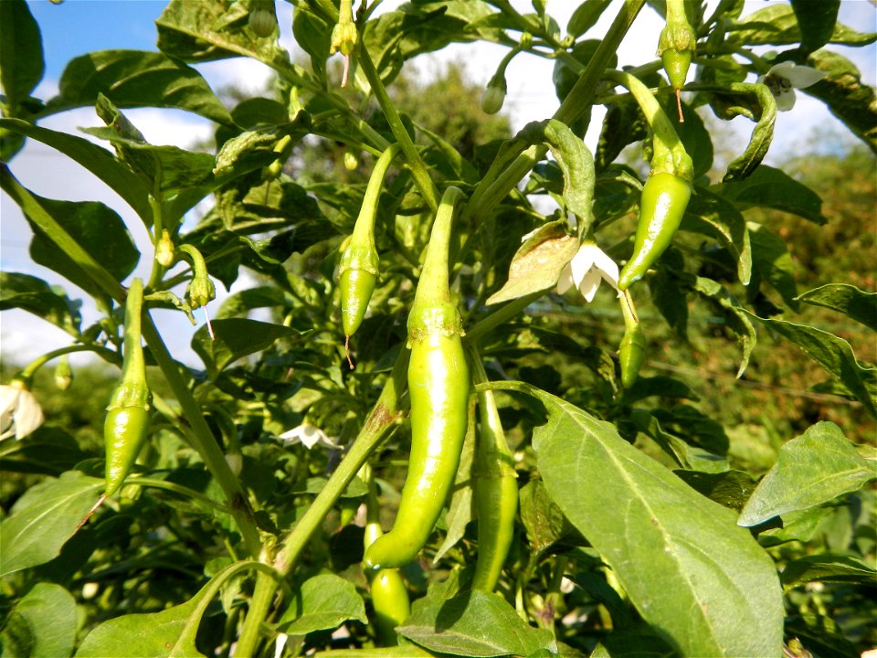 Capsicum annuum var. longum in the Philippines Siling Haba (in Landscape of Vegetable plantations of Barangays Diliman I, and Diliman II, San Rafael, Bulacan Province surrounded by Paddy fields of Dil