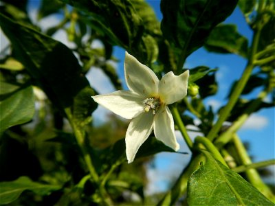 Capsicum annuum var. longum in the Philippines Siling Haba (in Landscape of Vegetable plantations of Barangays Diliman I, and Diliman II, San Rafael, Bulacan Province surrounded by Paddy fields of Dil