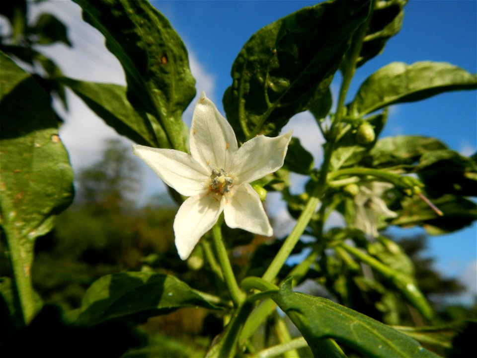 Capsicum annuum var. longum in the Philippines Siling Haba (in Landscape of Vegetable plantations of Barangays Diliman I, and Diliman II, San Rafael, Bulacan Province surrounded by Paddy fields of Dil