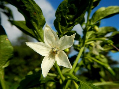 Capsicum annuum var. longum in the Philippines Siling Haba (in Landscape of Vegetable plantations of Barangays Diliman I, and Diliman II, San Rafael, Bulacan Province surrounded by Paddy fields of Dil