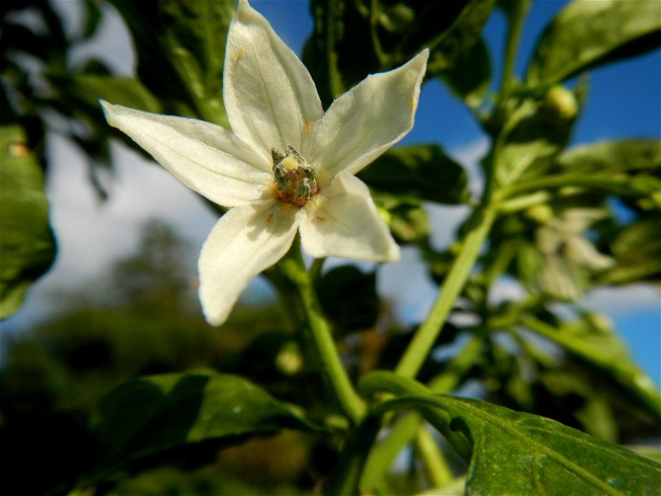 Capsicum annuum var. longum in the Philippines Siling Haba (in Landscape of Vegetable plantations of Barangays Diliman I, and Diliman II, San Rafael, Bulacan Province surrounded by Paddy fields of Dil