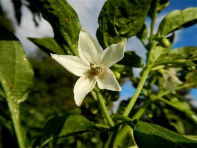 Capsicum annuum var. longum in the Philippines Siling Haba (in Landscape of Vegetable plantations of Barangays Diliman I, and Diliman II, San Rafael, Bulacan Province surrounded by Paddy fields of Dil