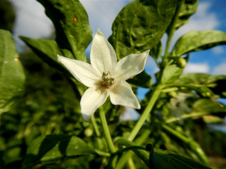 Capsicum annuum var. longum in the Philippines Siling Haba (in Landscape of Vegetable plantations of Barangays Diliman I, and Diliman II, San Rafael, Bulacan Province surrounded by Paddy fields of Dil