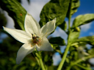 Capsicum annuum var. longum in the Philippines Siling Haba (in Landscape of Vegetable plantations of Barangays Diliman I, and Diliman II, San Rafael, Bulacan Province surrounded by Paddy fields of Dil