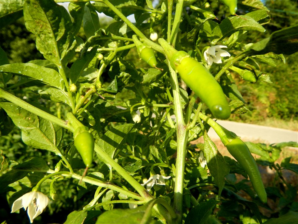 Capsicum annuum var. longum in the Philippines Siling Haba (in Landscape of Vegetable plantations of Barangays Diliman I, and Diliman II, San Rafael, Bulacan Province surrounded by Paddy fields of Dil