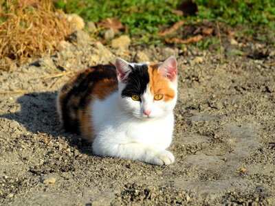 Red white cat's eye