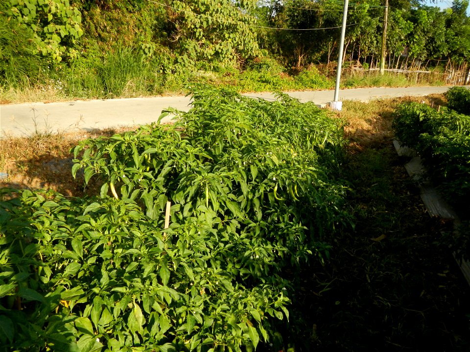 Capsicum annuum var. longum in the Philippines Siling Haba (in Landscape of Vegetable plantations of Barangays Diliman I, and Diliman II, San Rafael, Bulacan Province surrounded by Paddy fields of Dil