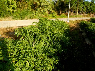 Capsicum annuum var. longum in the Philippines Siling Haba (in Landscape of Vegetable plantations of Barangays Diliman I, and Diliman II, San Rafael, Bulacan Province surrounded by Paddy fields of Dil