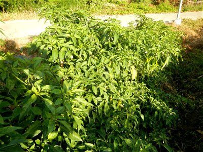 Capsicum annuum var. longum in the Philippines Siling Haba (in Landscape of Vegetable plantations of Barangays Diliman I, and Diliman II, San Rafael, Bulacan Province surrounded by Paddy fields of Dil